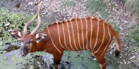 bongo antilope