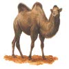 kamela